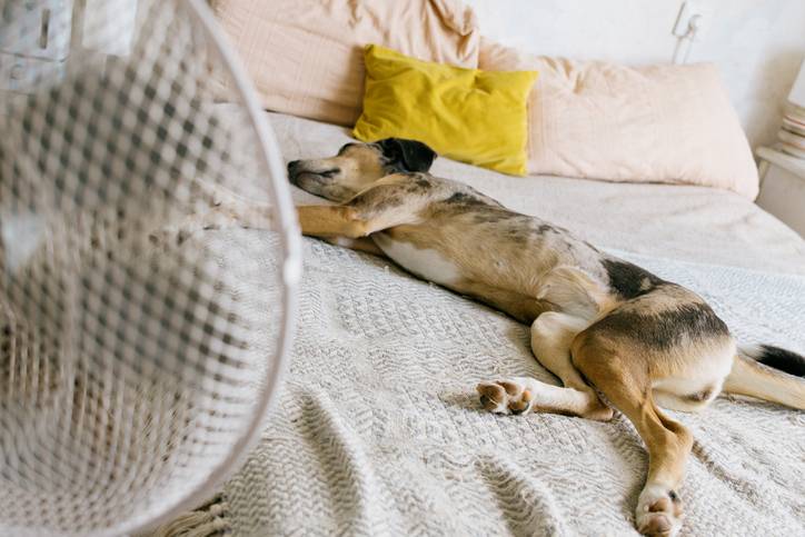 Luchtvochtigheid en hitte bij honden: waarom de thermometer alleen niet het hele verhaal vertelt