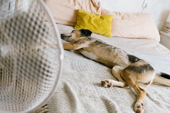 Luchtvochtigheid en hitte bij honden: waarom de thermometer alleen niet het hele verhaal vertelt