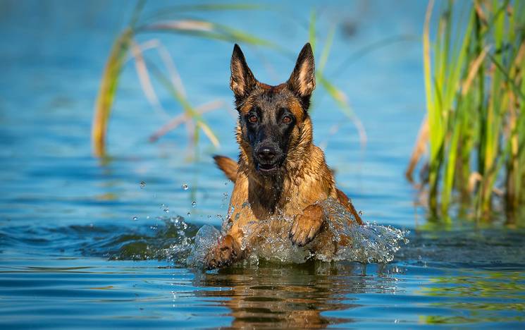Zwemmen: veilig afkoelen, algen en oren droog houden