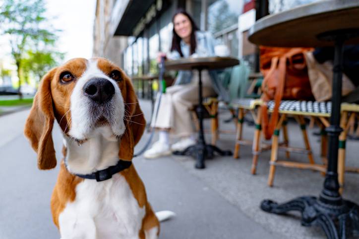 Wat neem je mee naar een terras met je hond?