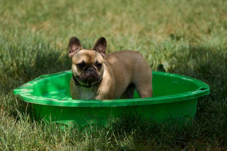 Kortsnuitige honden en hitte: BOAS maakt afkoelen moeilijker
