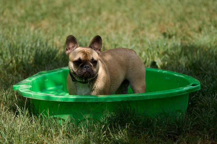 Kortsnuitige honden en hitte: BOAS maakt afkoelen moeilijker
