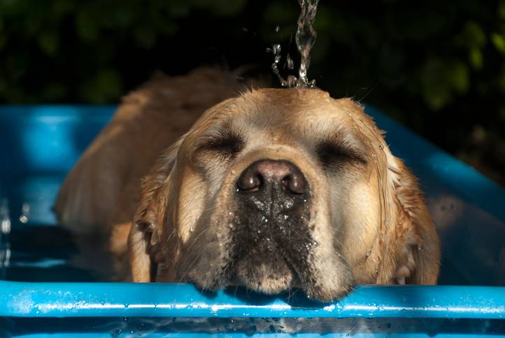 De beste methoden om een oververhitte hond te koelen