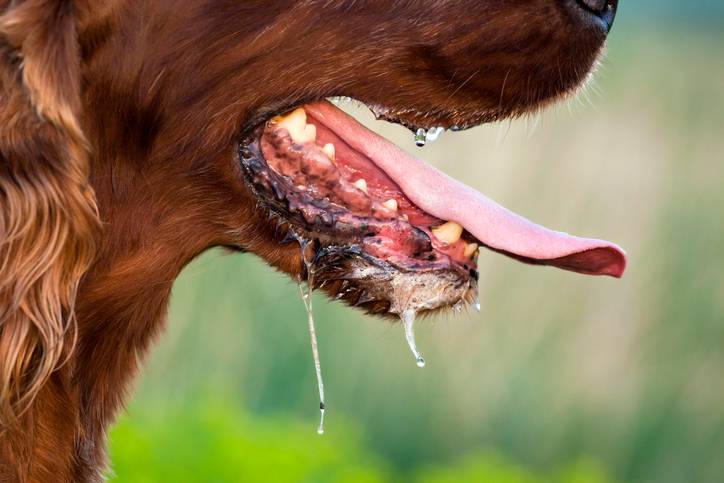 Hitte en honden: wat gebeurt er eigenlijk in dat lijf?
