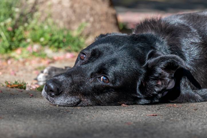 Mythe: een zwarte hond heeft het veel zwaarder in de zon