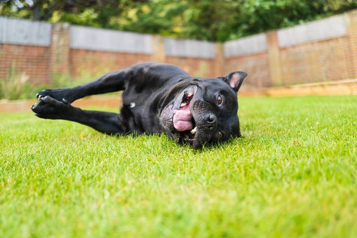 Spierwarmte na inspanning: waarom je hond na de wandeling nog opwarmt