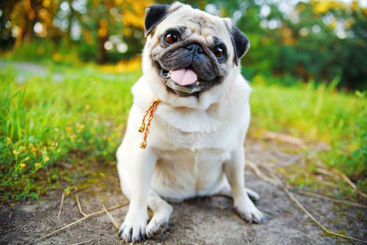 Risicogroepen: welke honden hebben extra aandacht nodig?