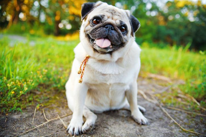 Risicogroepen: welke honden hebben extra aandacht nodig?