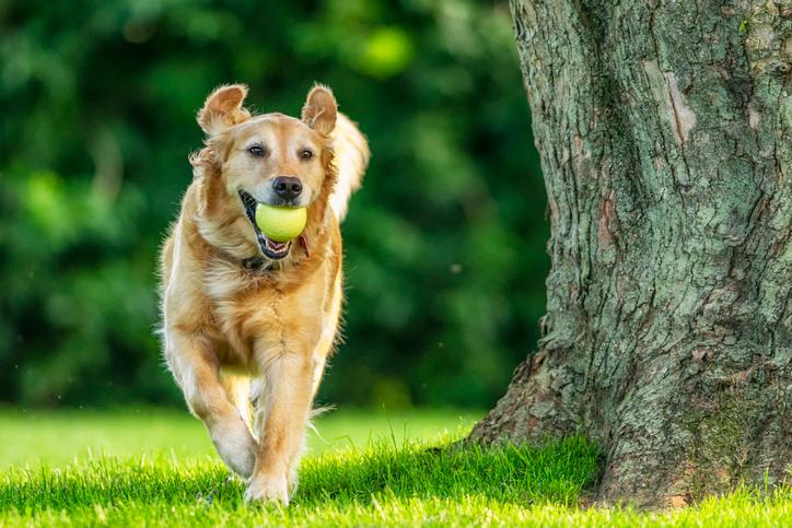 VetCompass-cijfers: welke rassen lopen écht meer risico?