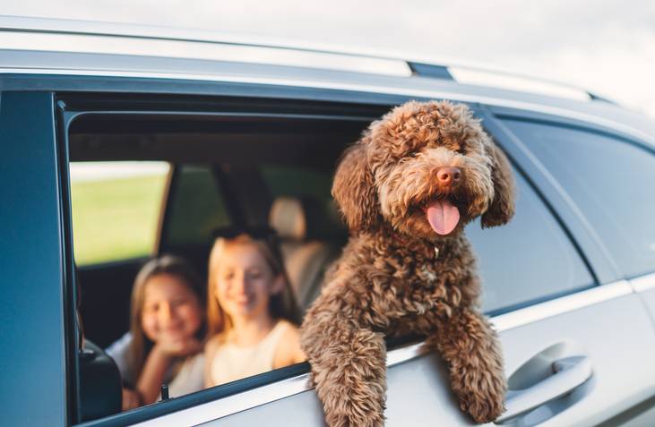 Op vakantie met je hond in een warm land