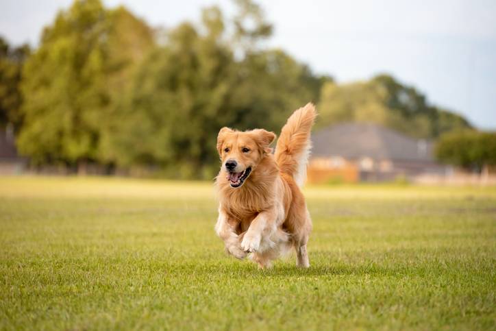 Inspanning is de meest voorkomende trigger van hitteziekte bij honden