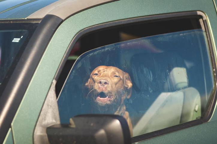 Mythe: "hitteslag krijg je alleen in een hete auto"
