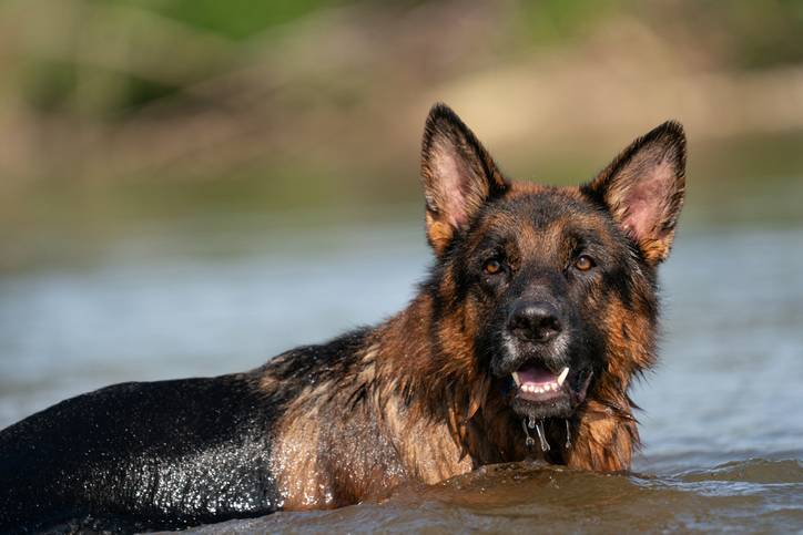Hitteplan voor je hond: complete gids voor warme dagen, signalen en eerste hulp