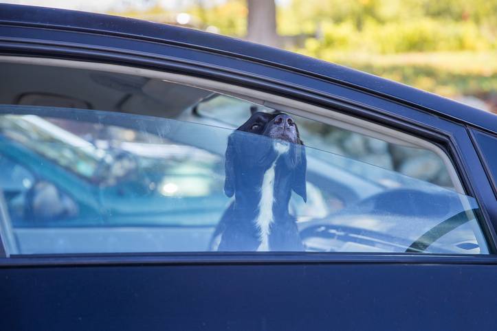 NOOIT achterlaten in de auto — ook niet 'eventjes'