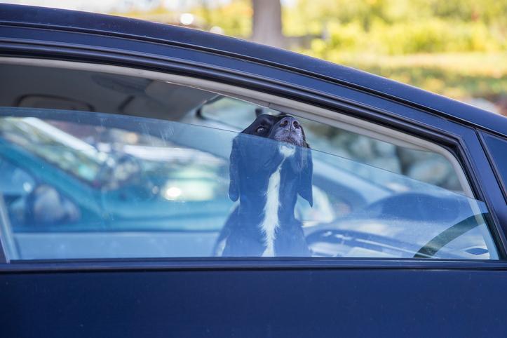 NOOIT achterlaten in de auto — ook niet 'eventjes'
