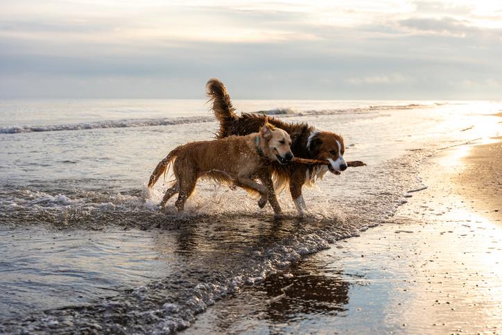 Laat je hond zelf het water in: vrijwillige immersie werkt