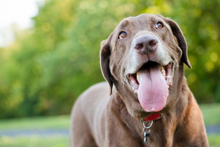 Hoe een hond afkoelt: de fysiologie in 4 minuten