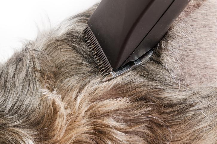 Mythe: "scheer je hond voor de zomer"