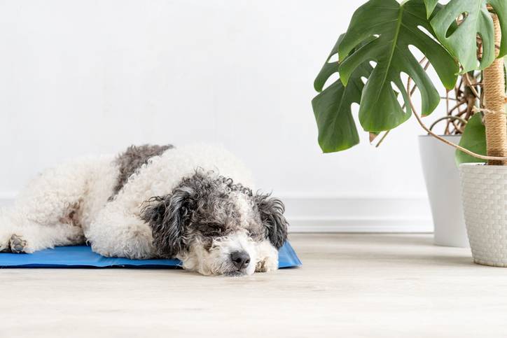 Wat doe je met je hond als het buiten te heet is?